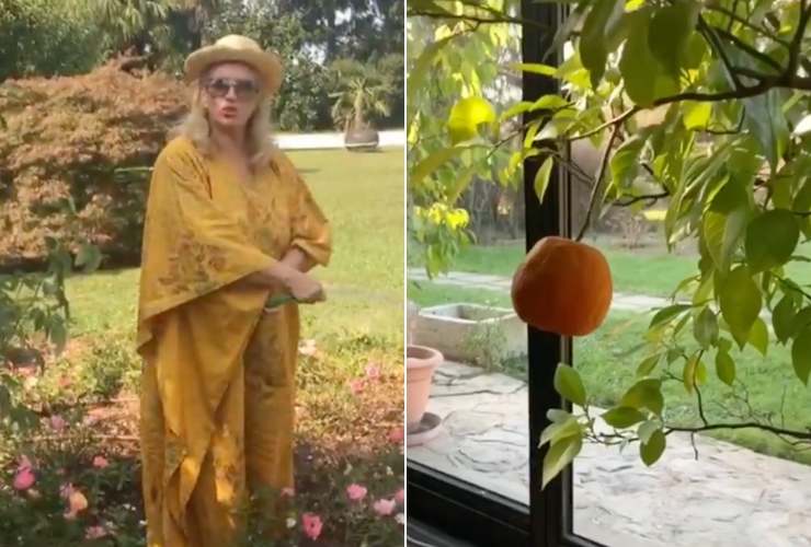 collage iva zanicchi nel giardino e albero di arance